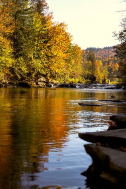 Sonbaharda nehir ve farklı renklerde ağaçlar