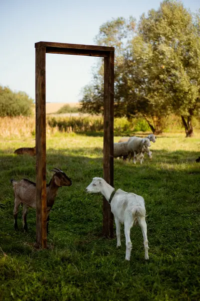 İki keçi Yin ve Yang gibidir.