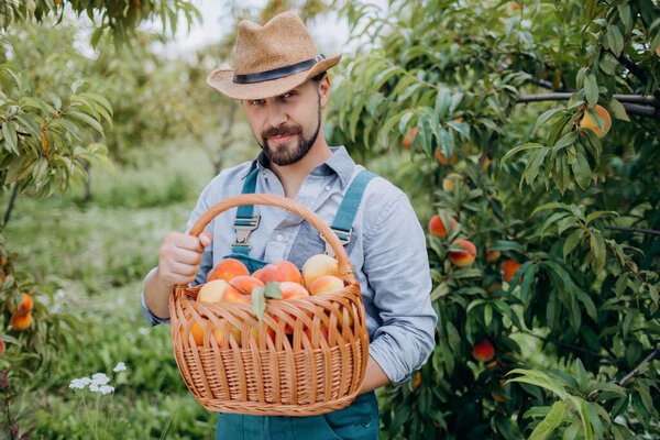 Caucasian farm worker in straw hat and denim overalls holding wicker basket with organic ripe peaches. Concept of harvesting and agriculture.