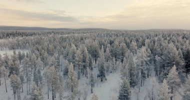 Ethereal Winter Calm: Snow-Covered Pine Forest Aerial View. High quality 4k footage clipart