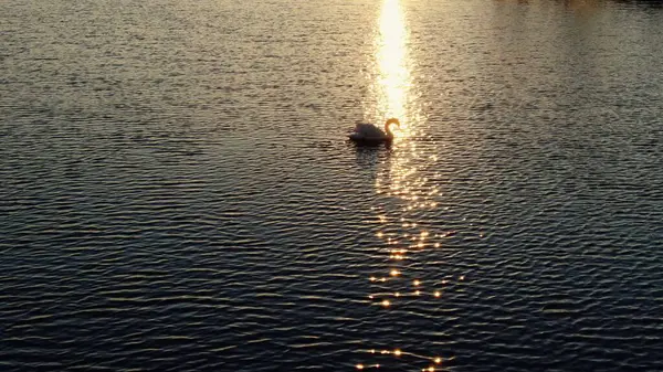 stock image Serene Swan on a Glimmering Lake at Sunset. High quality 4k footage
