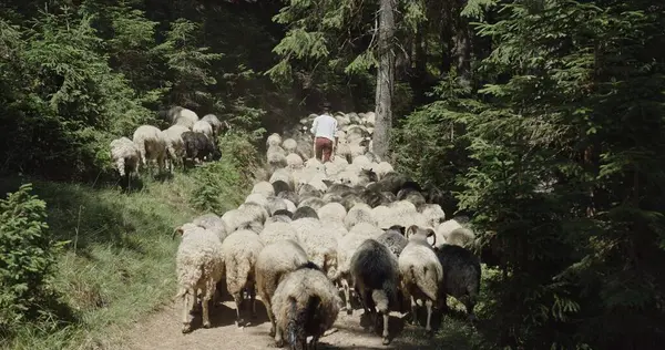 stock image A shepherd leads his flock through a lush Carpathian forest, showcasing the traditional lifestyle and sustainable pastoral practices vital for the region, as the sheep navigate the serene and verdant