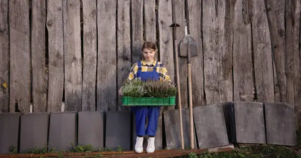 stock image Gardener with Herbs Crate Against Rustic Wooden Background. High quality 4k footage