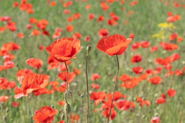 Güneşli bir yaz gününde gelincik çiçeği tarlasının fotoğrafı.