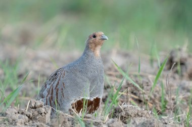 Tarlada keklik kuşu
