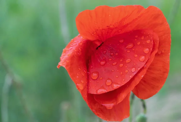Uma Flor Papoula Repleta Orvalho Após Uma Chuva Verão — Fotografia de Stock
