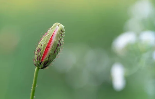 stock image A half-opened poppy bud on blurry green background