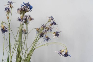 Gri duvar zemininde solmuş bir buket çiçek.