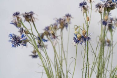 Gri duvar zemininde solmuş bir buket çiçek.