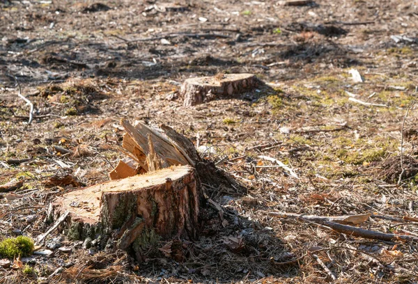 Tree stumps after logging. The rest of the forest in the background.