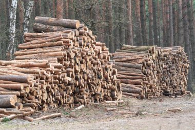 Bir yığın kesik ağaç kütüğü ormanda yatıyor ve ulaşımı bekliyor. Ormanın geri kalanı arka planda..