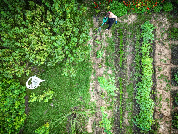 庭師は有機野菜や果物で裏庭の庭で散水しています 空中からの眺め — ストック写真