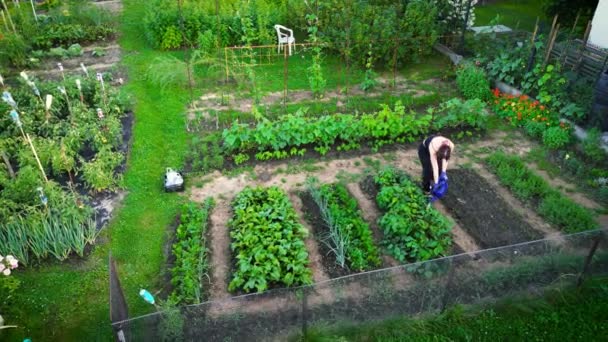 Jardinero Está Trabajando Jardín Con Verduras Frutas Orgánicas Conjunto Varias — Vídeo de stock