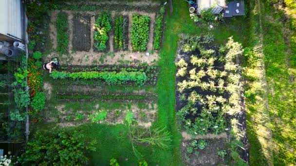 Tuinman Werkt Een Achtertuin Met Biologische Groenten Fruit Set Van — Stockvideo