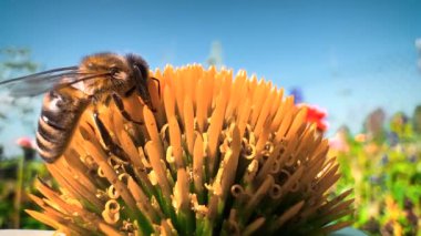 A bee is searching for nectar on the blossom, with a garden in the background. Recorded with a macro lens.