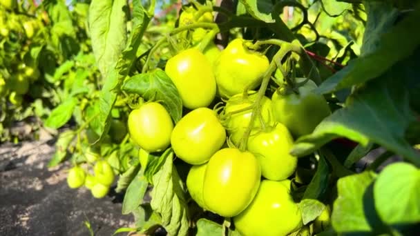 Ecological Plantation Ripening Tomatoes Basking Rays Summer Sun — Stock Video
