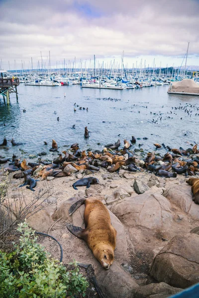 stock image Seals and sea lions bask along the shores of Monterey in California.