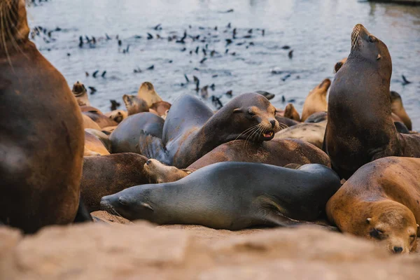 Seals Sea Lions Bask Shores Monterey California — Stock Photo, Image