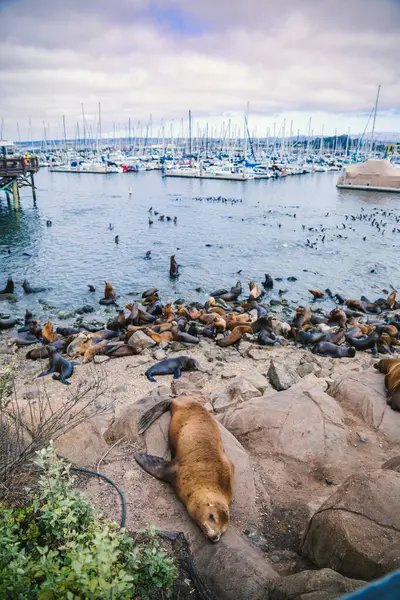 Robben Und Seelöwen Sonnen Sich Der Küste Von Monterey Kalifornien lizenzfreie Stockfotos