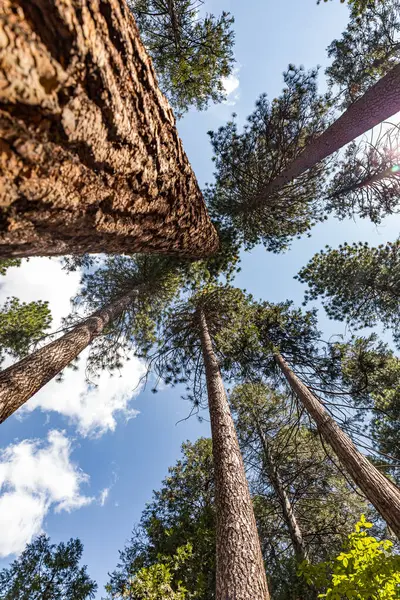 Sugar pine trees, a photo taken from below in Yosemite National Park.