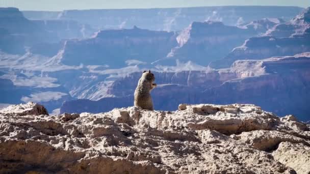岩石松鼠正在岩石的边缘吃坚果 欣赏着美国大峡谷的景色 — 图库视频影像