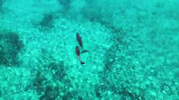 Дельфины Плавают Лазурной Воде — стоковое видео