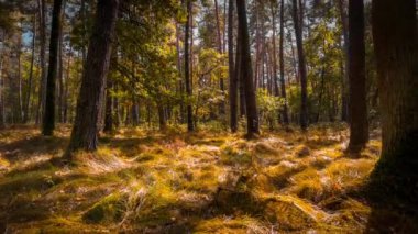 Kamera bir sonbahar ormanında yavaş çekimde ilerler. Altın yapraklar, yumuşak çimenler ve yumuşak ışık doğanın huzur ve güzelliğini vurgulayan büyülü bir atmosfer yaratır..