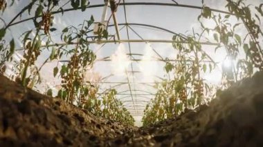 Sıcak güneş ışığıyla aydınlatılmış folyo tünelinde biyolojik domates tarlası. Görünür sulama ve bakım sistemleri. Modern tarımın ve çevre dostu tarımın mükemmel bir görüntüsü. CGI oluşturucu