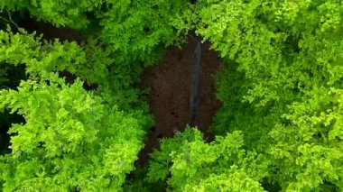 Bereketli, yeşil bahar ormanı tepe örtüsü, yoğun yapraklar ve doğal güzellikler sergiliyor. Kamera yukarı doğru yükselir, ağaçları ortaya çıkarır..