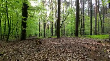 Yüksek ağaçlar ve canlı yapraklarla yemyeşil bir bahar ormanı huzurlu bir doğal ortam yaratıyor. Hafifçe sola dönen yumuşak bir kamera..