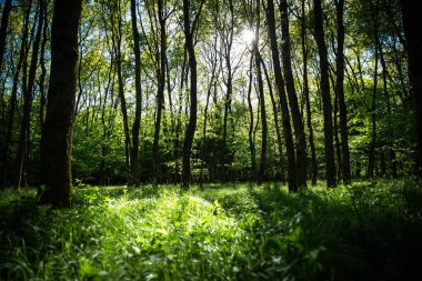Ağaçların arasından süzülen güneş ışığı yemyeşil bir ormanda huzurlu ve huzurlu bir doğal manzara yaratır..