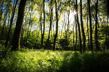 Güneş ışığı, dingin bir ormandaki yemyeşil ağaçların arasından süzülerek huzurlu bir doğal ortam yaratır..