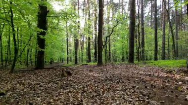 Yüksek ağaçlar ve canlı yapraklarla yemyeşil bir bahar ormanı huzurlu bir doğal ortam yaratıyor. Hafifçe sola dönen yumuşak bir kamera..