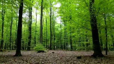 Yüksek ağaçlar ve canlı yapraklarla yemyeşil bir bahar ormanı huzurlu bir doğal ortam yaratıyor. Pürüzsüz bir kamera hafif sağa dönerek ileri gider..