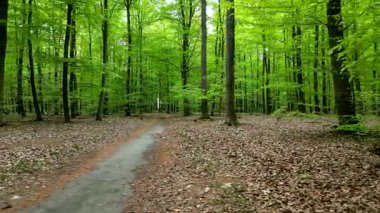Berrak bir bahar ormanı yolu yemyeşil ağaçlarla kaplı, sakin ve davetkar bir atmosfer yaratıyor. Düşük açılı bir yan kamera hareketi.