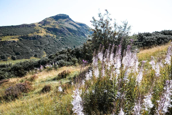 İskoçya, Edinburgh, İngiltere - 26 Ağustos 2022: Holyrood parkı ve tarihi Arthur 's Seat ile doğa koruma alanı. Antik volkan ve Edinburgh doğa parkı 