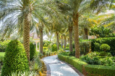 Dubai, Birleşik Arap Emirlikleri - 26 Ağustos 2023: Güneşli bir günde Palm Jumeirah 'da güzel bir park