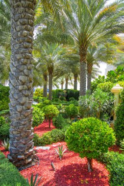 Dubai, Birleşik Arap Emirlikleri - 26 Ağustos 2023: Güneşli bir günde Palm Jumeirah 'da güzel bir park
