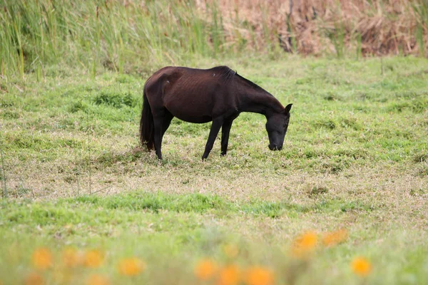 Feira Santana Bahia Brasil Outubro 2022 Cavalo Pastagem Uma Fazenda — Fotografia de Stock