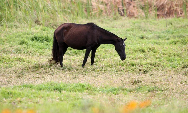 Feira Santana Bahia Brazil Oktober 2022 Kuda Padang Rumput Sebuah — Stok Foto