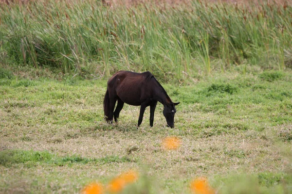 ブラジルのバイーア州フェイラ サンタナ 2022年10月15日 フェイラ サンタナの田舎の農場の牧草地で馬 — ストック写真
