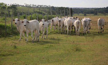 Conde, bahia, brasil - 7 Ocak 2022: Sığırlar Conde şehrindeki bir çiftlikte görüldü.