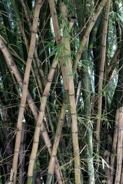 Salvador, Bahia, Brezilya - 9 Kasım 2022: Salvador şehrinde görülen bambu ağacı bitkileri.