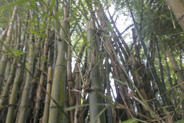 Salvador, Bahia, Brezilya - 21 Aralık 2022: Salvador şehrinde Bambu ağacı fidanlığı.