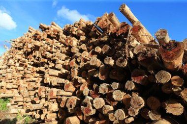 acajutiba, bahia, brezil- 10 Mart 2023: Acajutiba kentindeki bir çiftlikten toplanan okaliptüs odunları görülür..