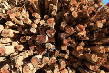 acajutiba, bahia, brezil- 10 Mart 2023: Acajutiba kentindeki bir çiftlikten toplanan okaliptüs odunları görülür..