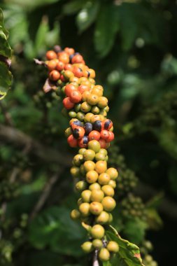 guaratinga, bahia, brezil- 15 Mart 2023: Bahia 'nın güneyindeki Guaratinga kentinin kırsal kesimindeki bir çiftlikteki Conilon kahve çiftliği.