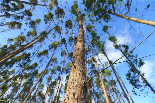 Acajutiba Bahia Brazil Mars 2023 Plantering Eukalyptusträd För Träproduktion Gård — Stockfoto