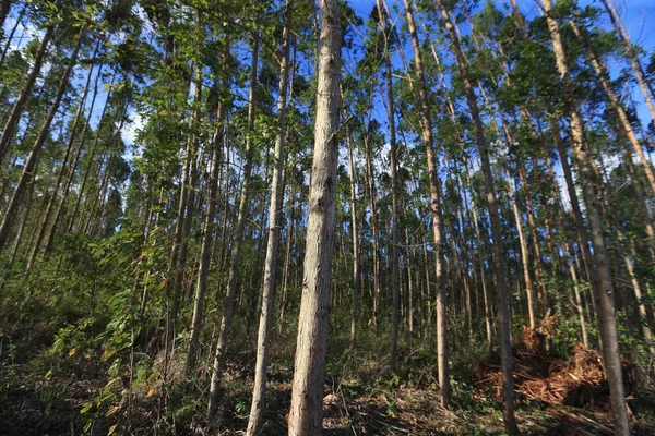 Acajutiba Bahia Brazil 2023 Március Eukaliptuszfák Ültetése Egy Acajutiba Város — Stock Fotó
