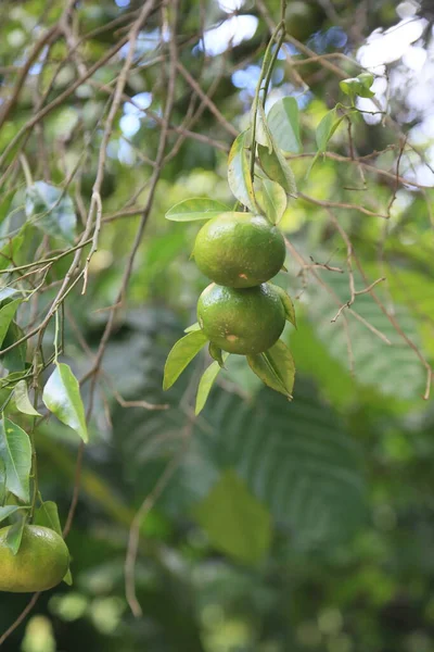 Guaratinga Bahia Brésil Mars 2023 Plantation Fruits Mandarine Dans Une — Photo